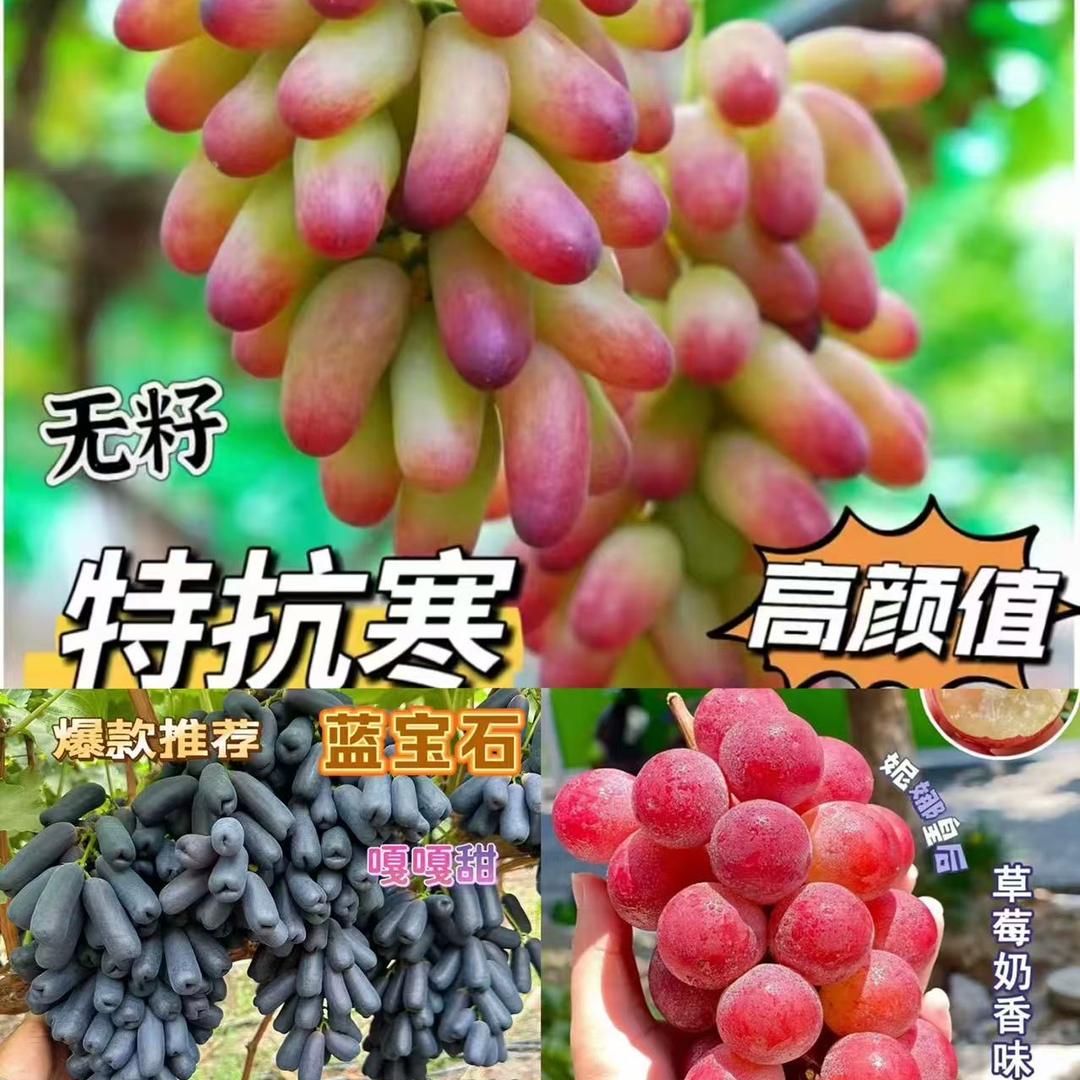 良熙