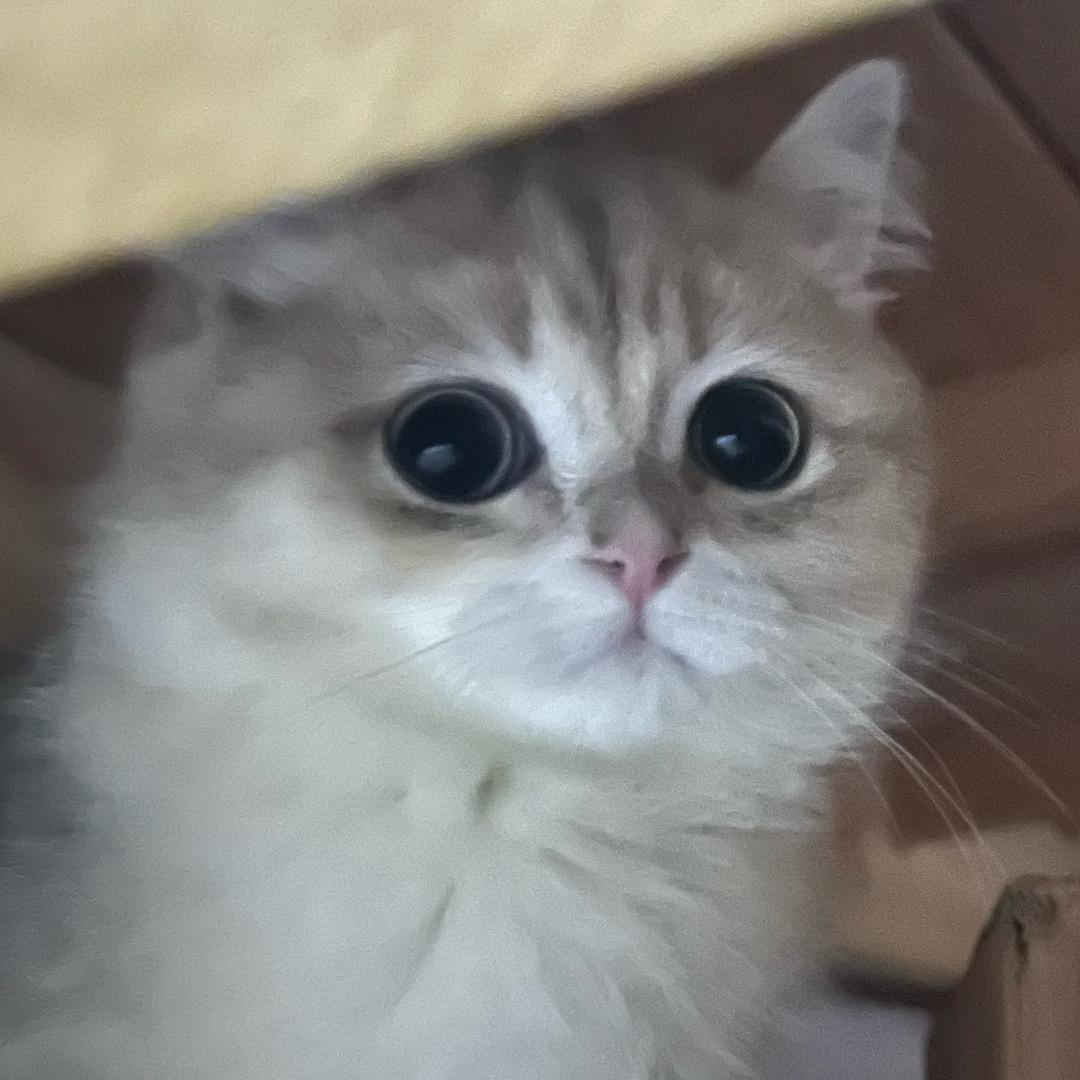 巧克力蛋糕🍰