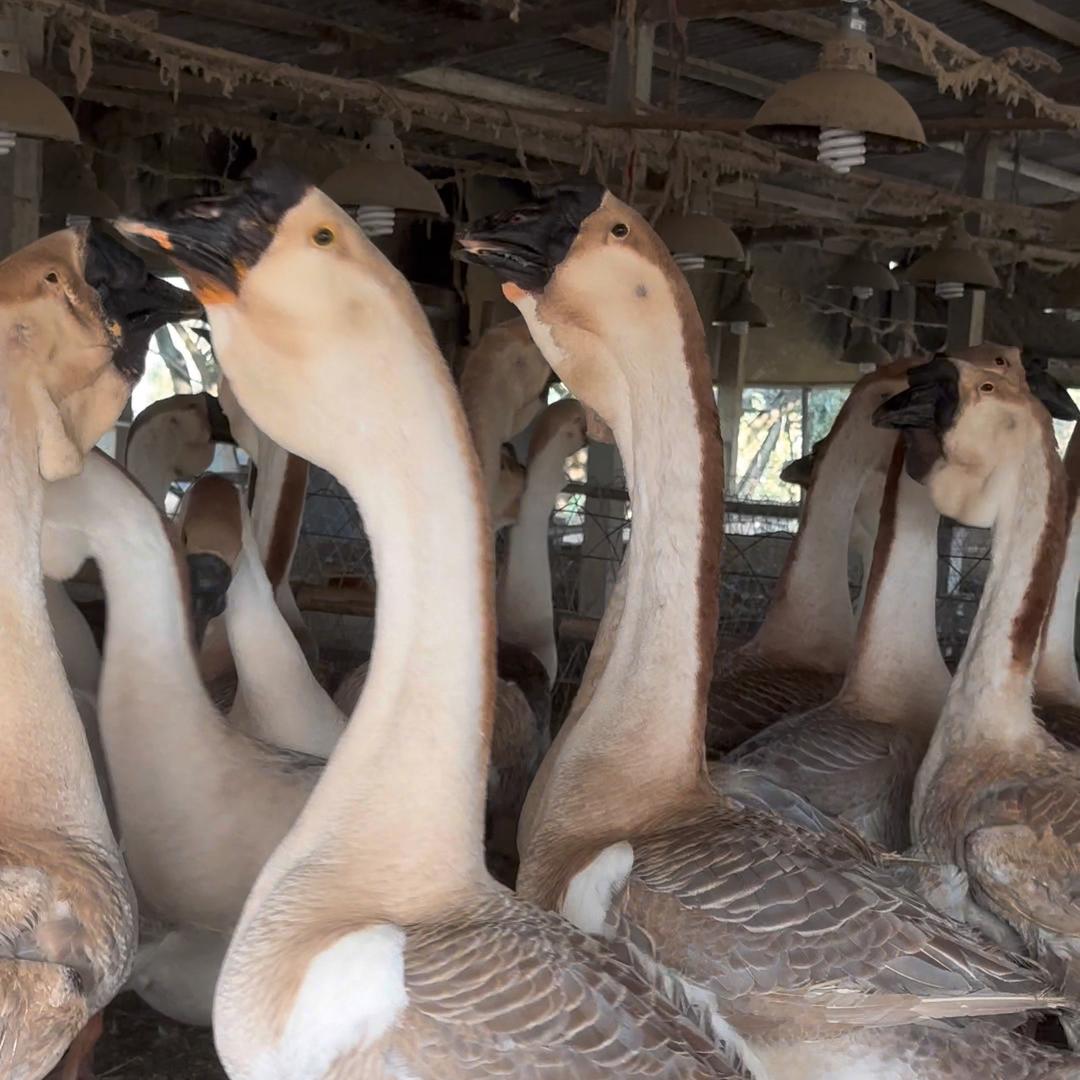 澄海区竹竿狮头鹅