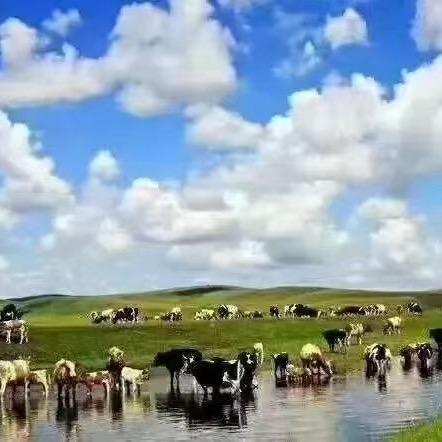 正宗土黄牛肉批发，价格美丽