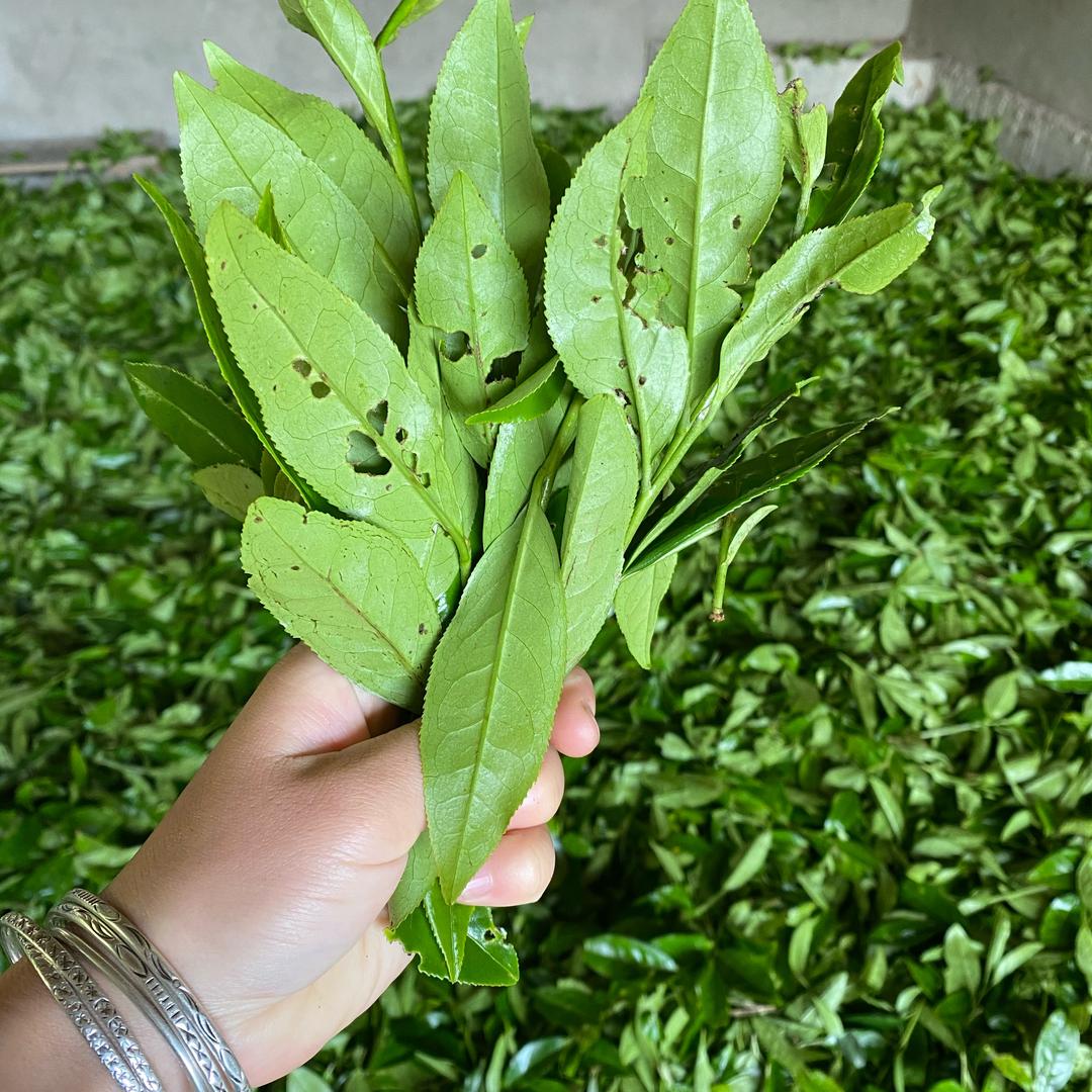 新冯生态茶源头厂家