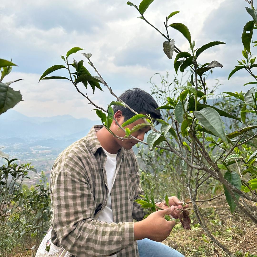 小风制茶（岩子头）