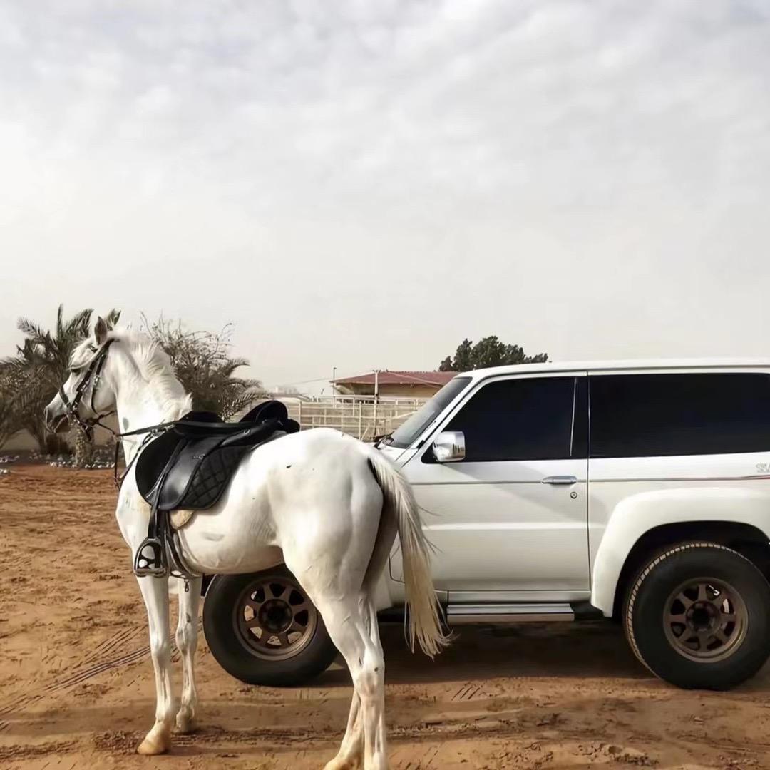 仙旭（豪车租赁）