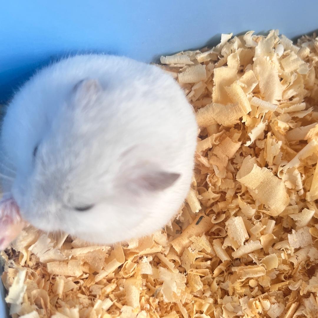 可爱的小仓鼠🐹🐹🐹