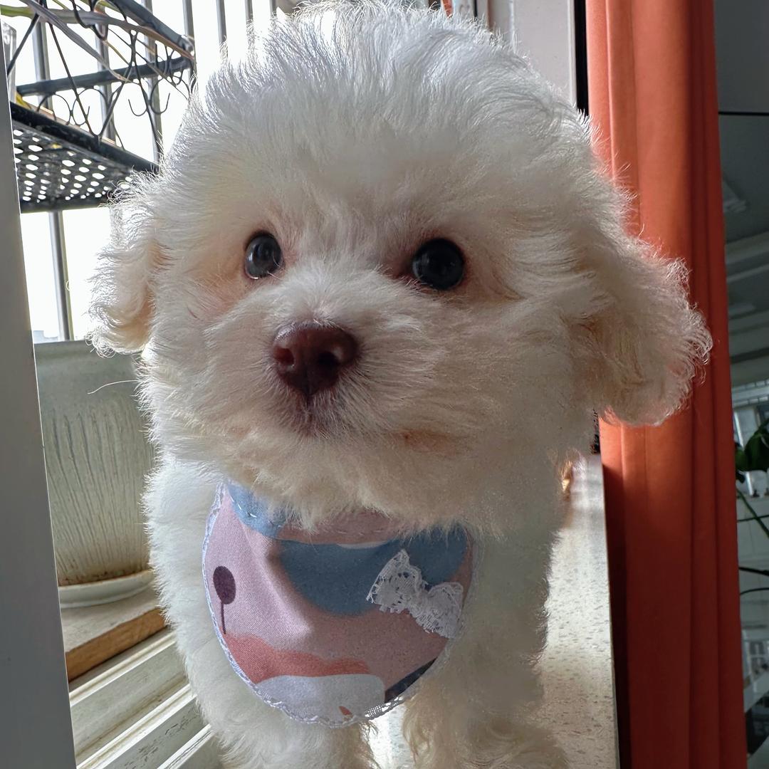 皮皮是只小比熊