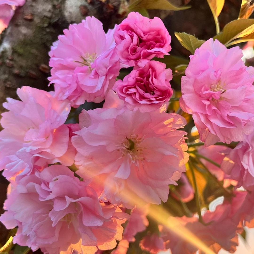 正在学习英语的flora
