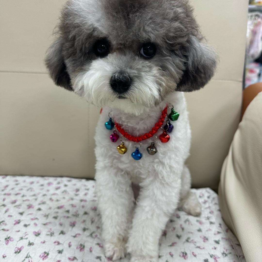 宠来宠趣生活馆（常年出售茶杯体幼犬）