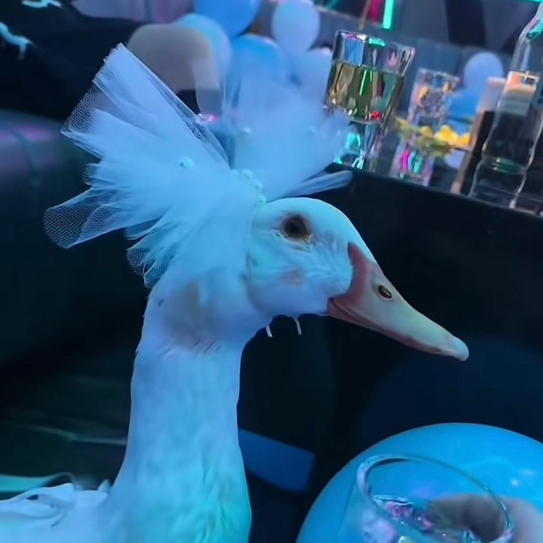 点了一只鸭🦆………