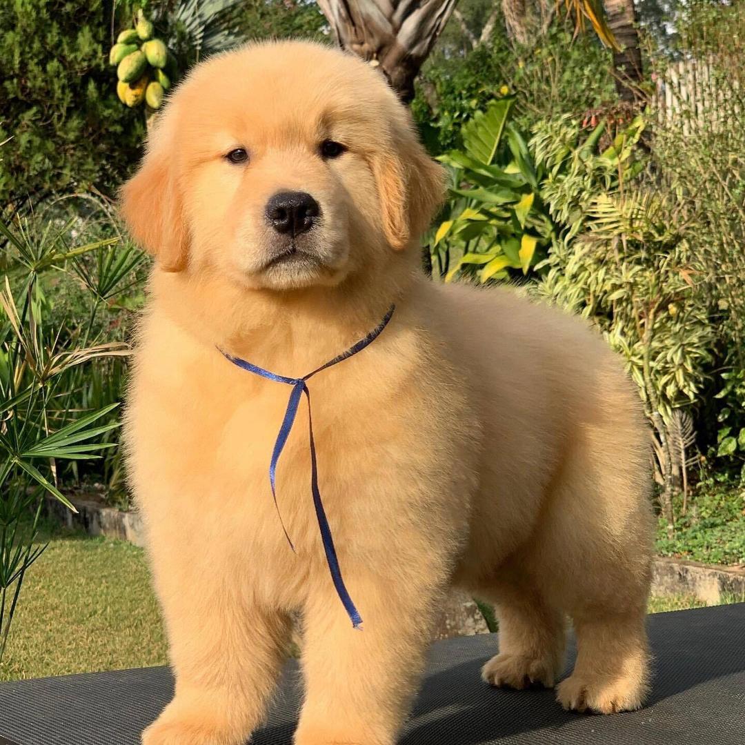 名犬部落