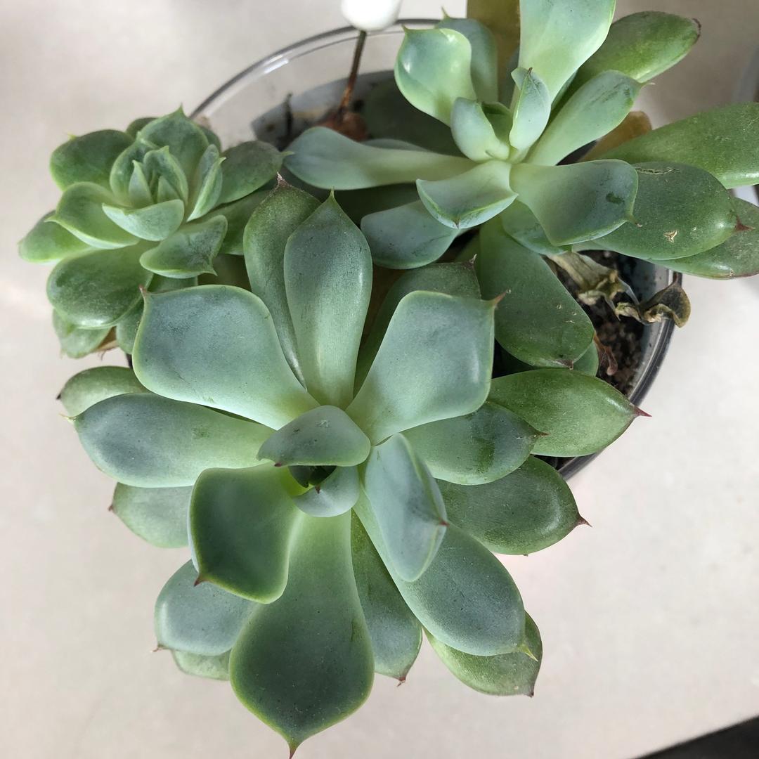 红火