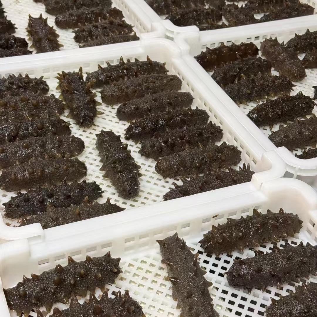 鲜食海参直发