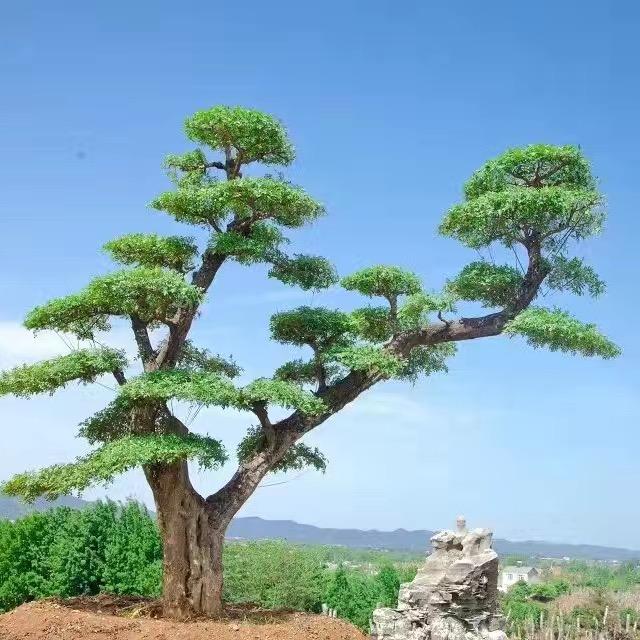 于鑫