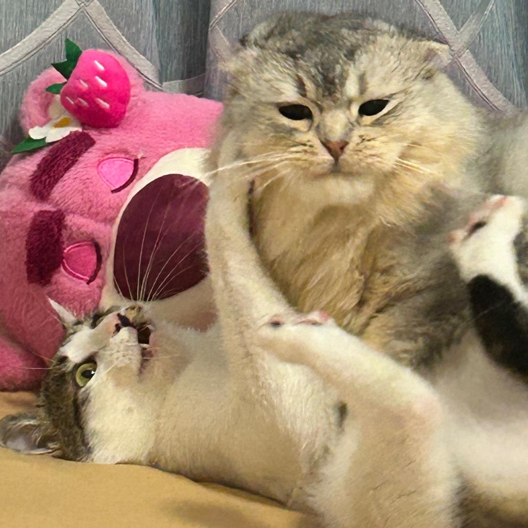 小猫岁岁🐈