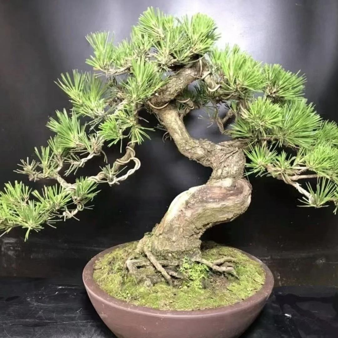 景汐园艺经营部