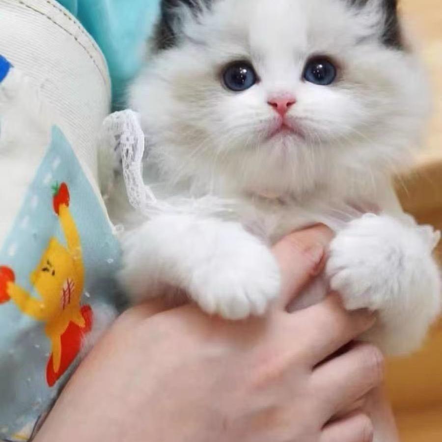 高端精品宠物猫舍