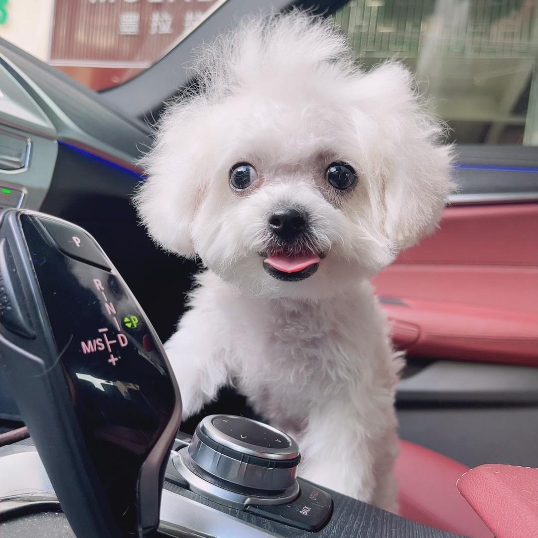 圆圆是个比熊