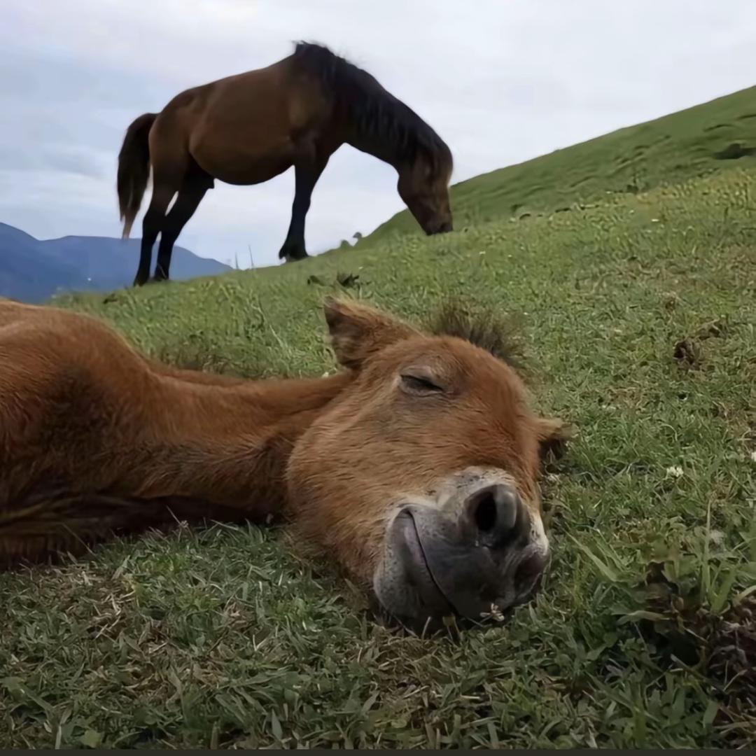 AAA-航母批发冷哥