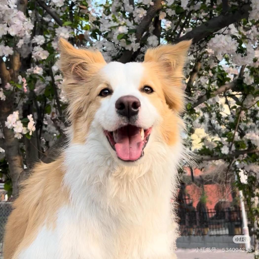 星澜家-边牧专场