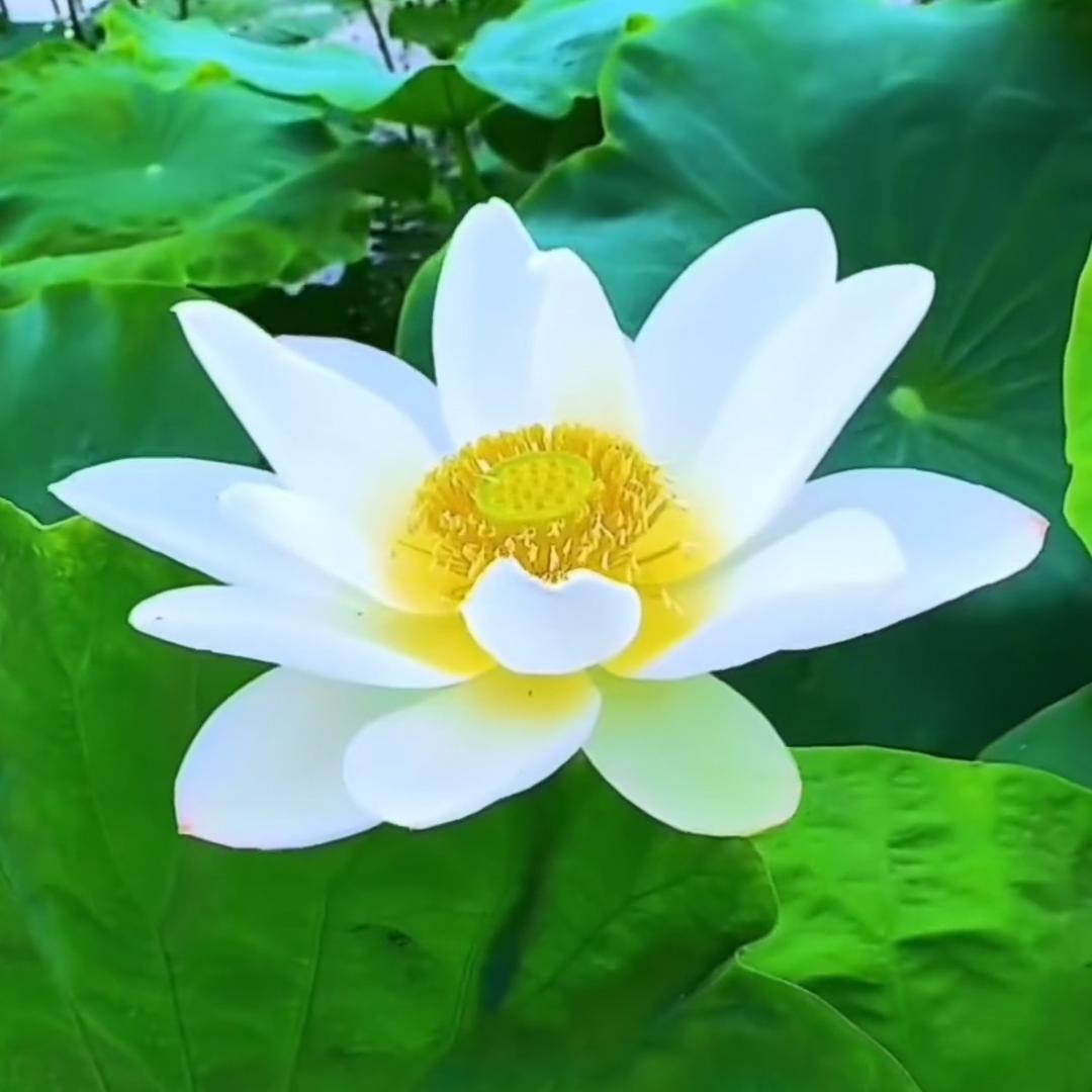福道缘