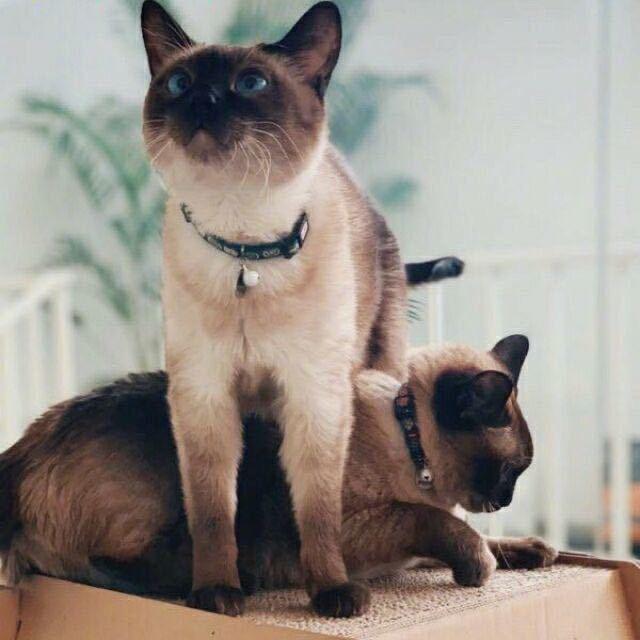 石圪节公社首席发型师胡德禄