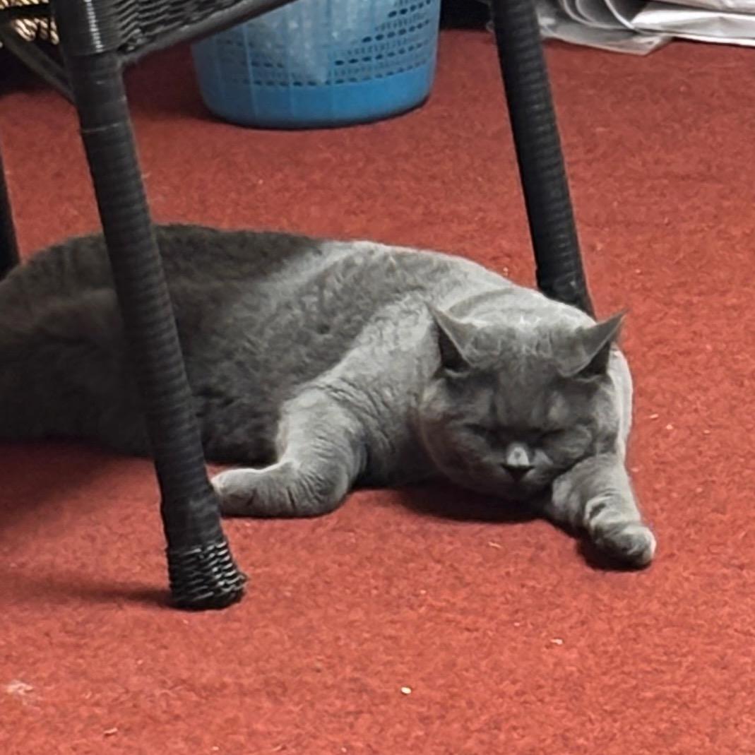 爱吃蟑螂的咪小二