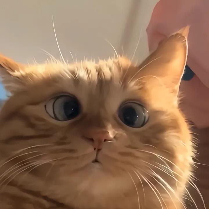 睿智小猫
