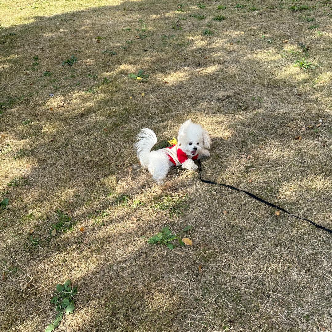 小可爱