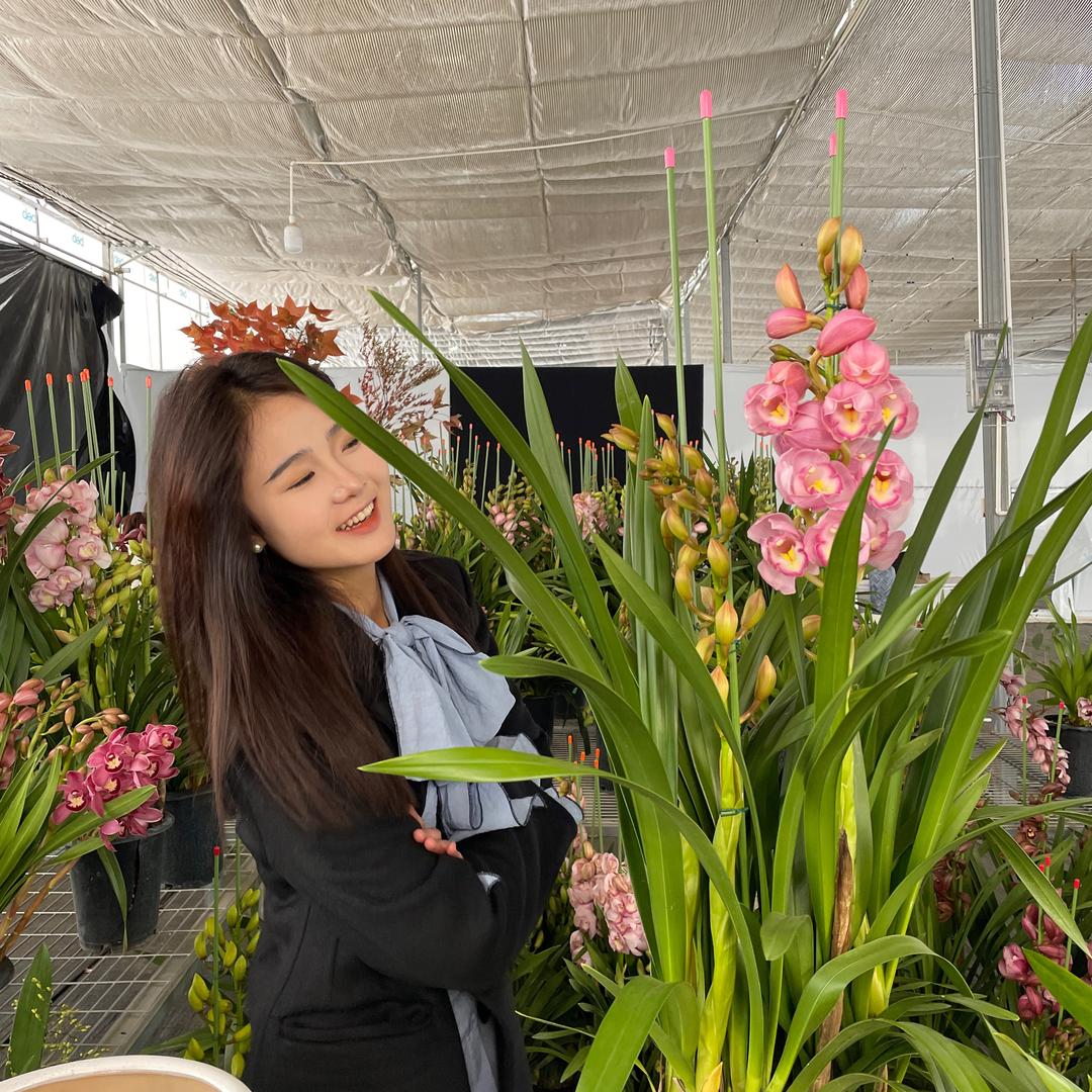 花语心愿花卉