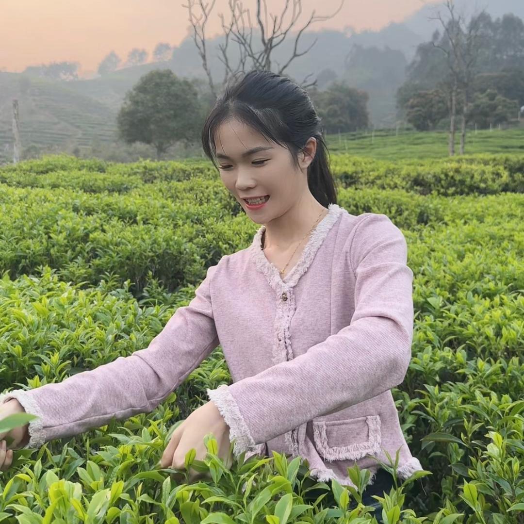 瑞雪芳韵单丛茶
