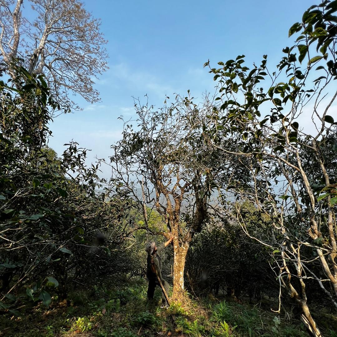 瑶家姐妹普洱茶 易武弯弓