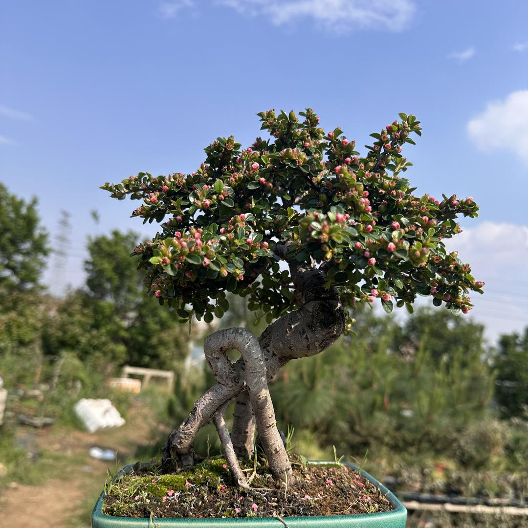 禾时花卉