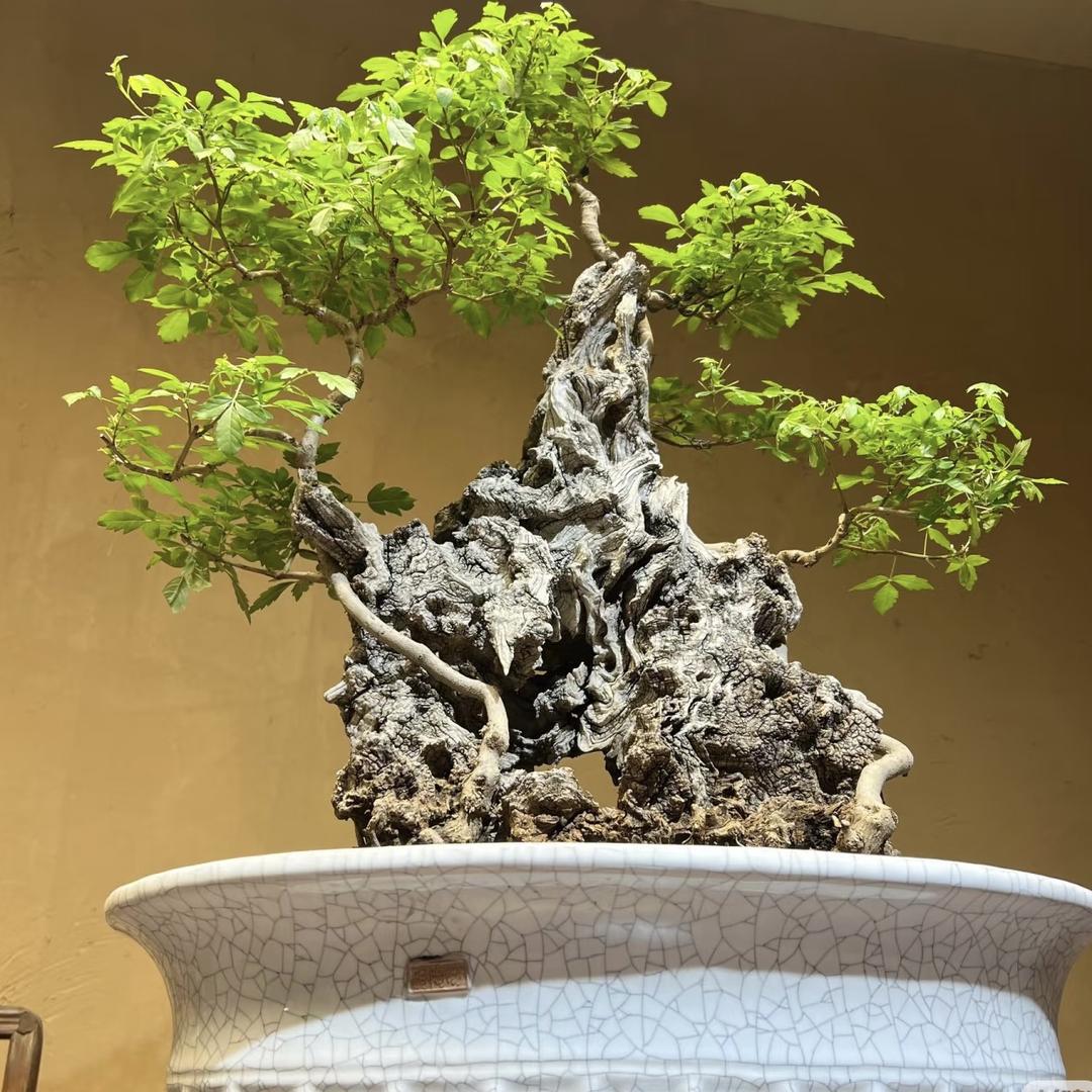 树语绿植