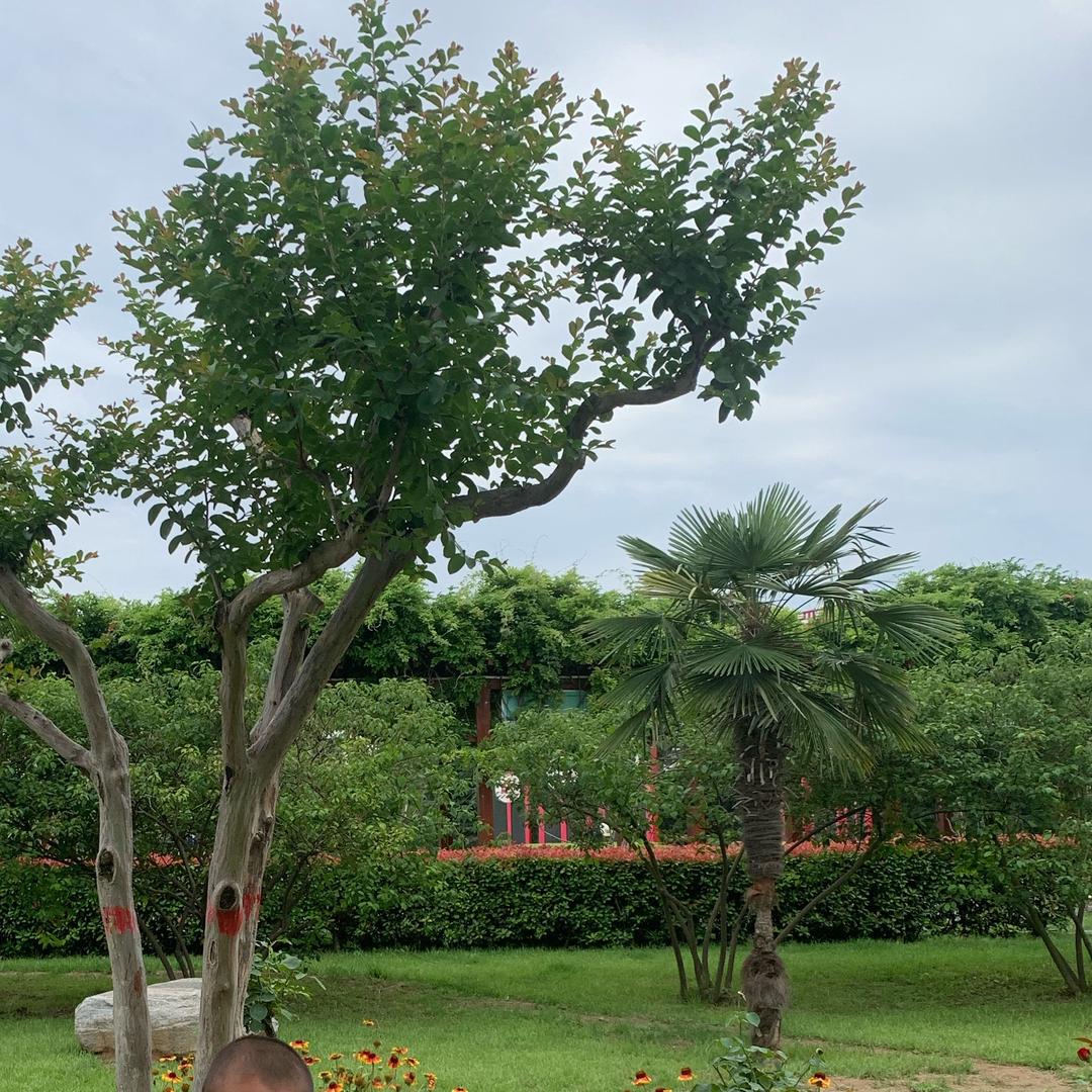清凉一