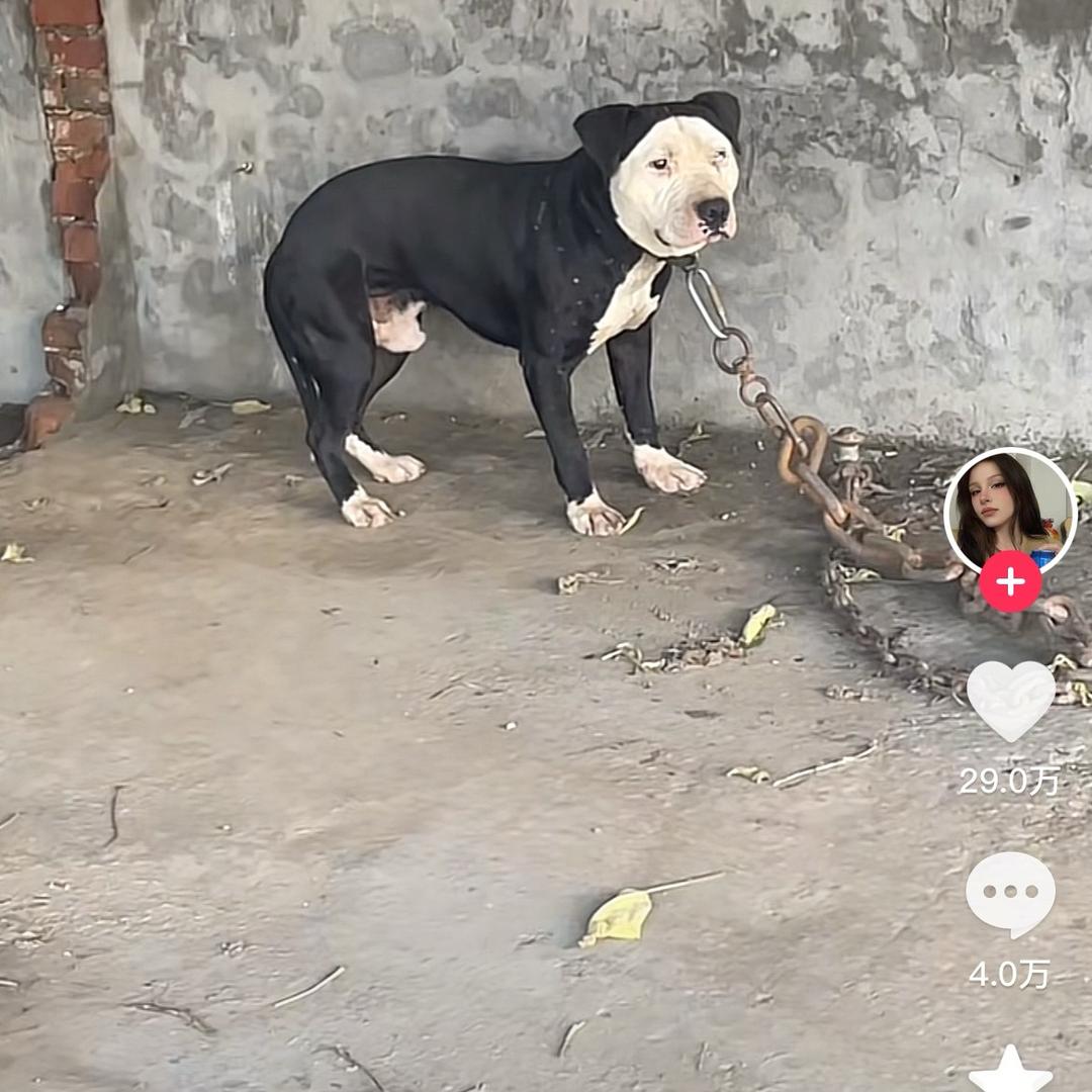 热烈的马🐴