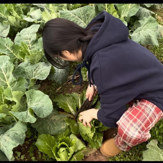 小杨杨-