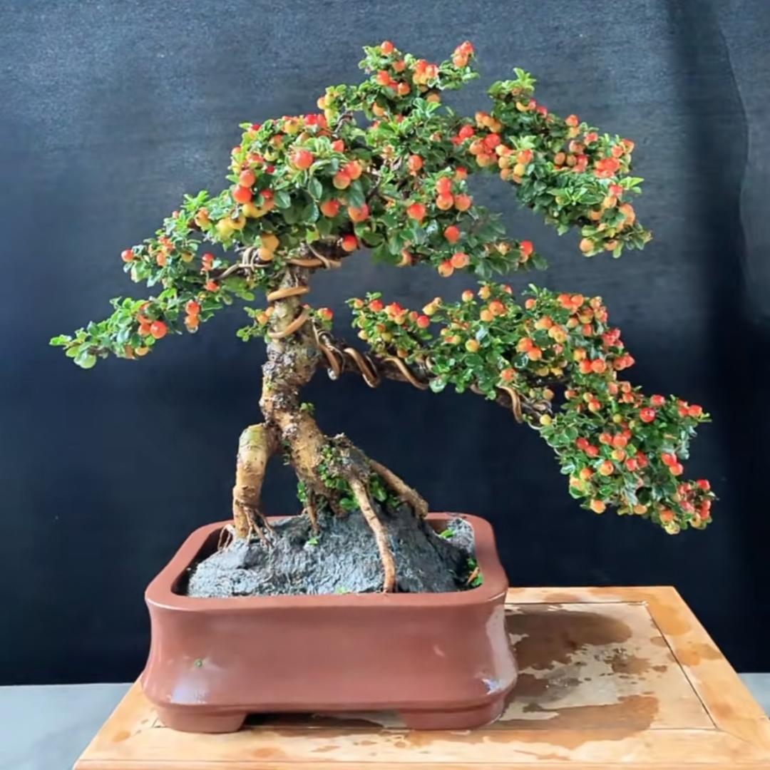 小麻绿植