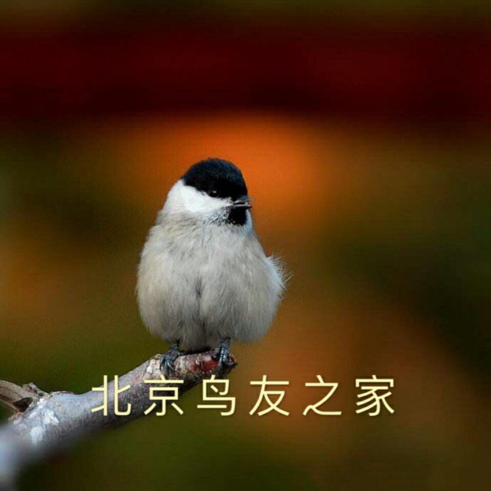 北京鸟友之家