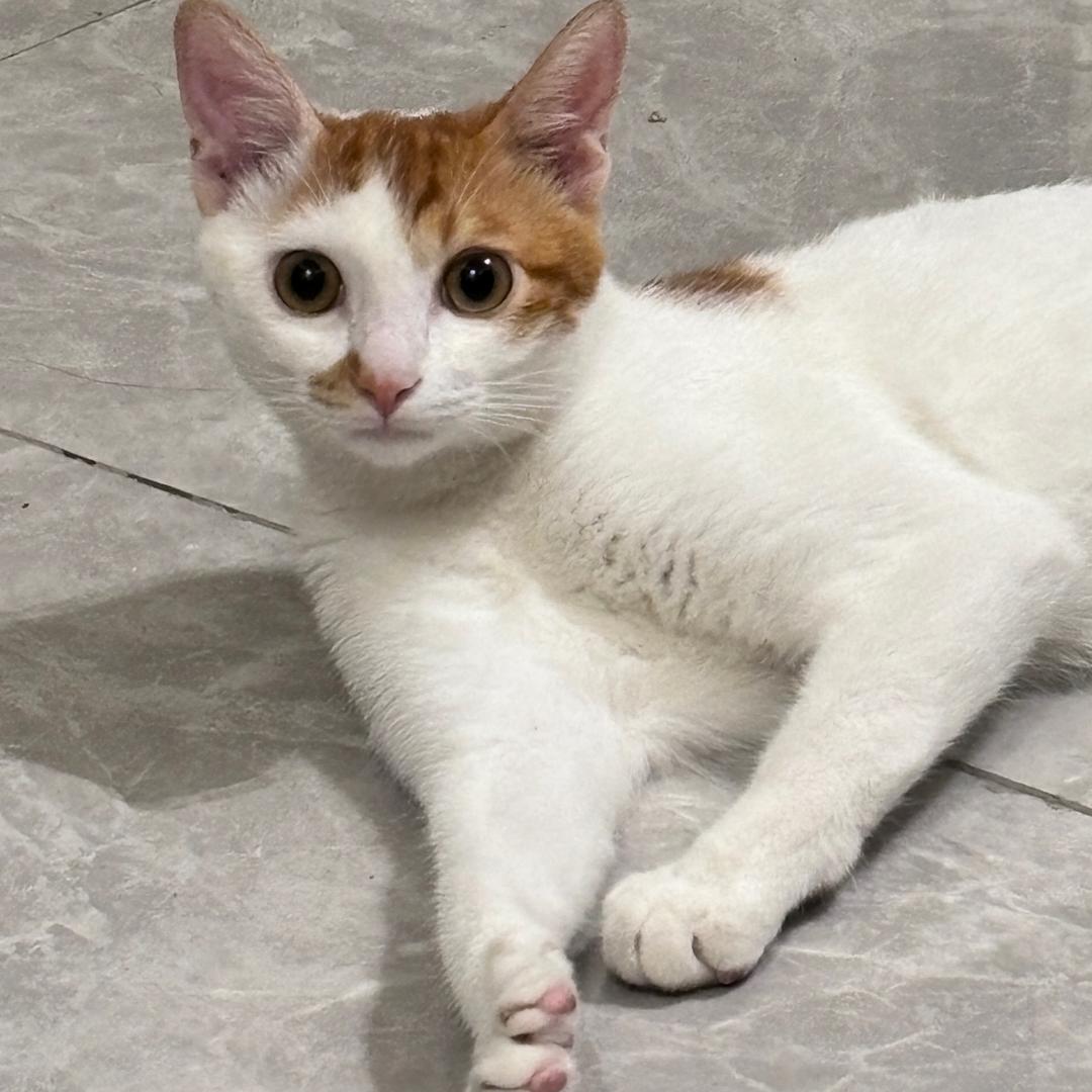 小木木