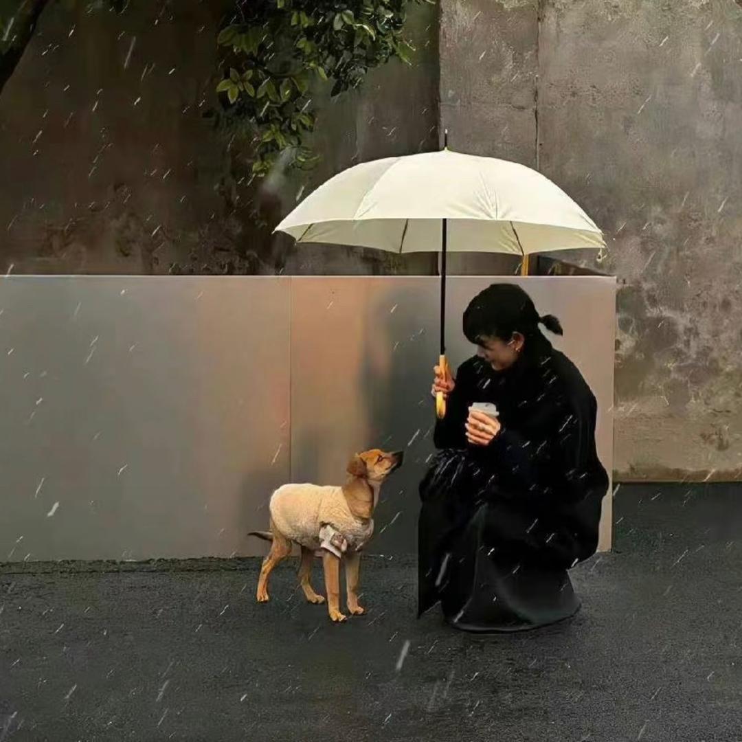 小绵羊