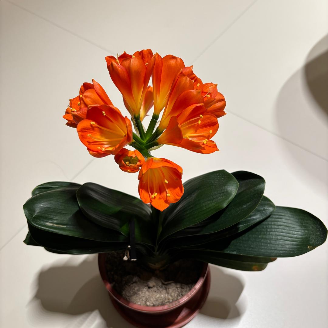 王子