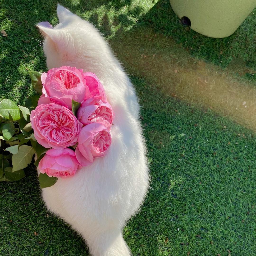 芝士就是力量_