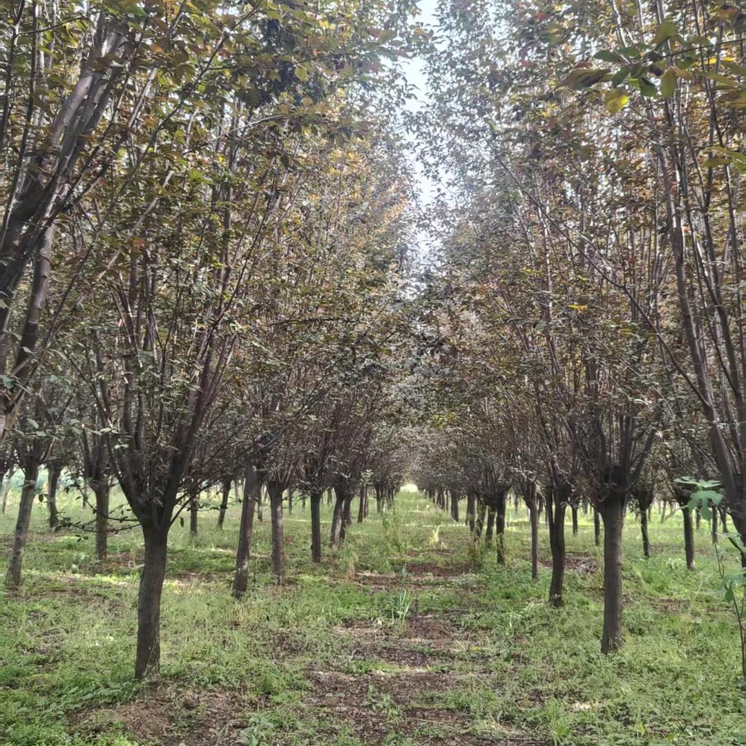 红叶李树🌲邓县