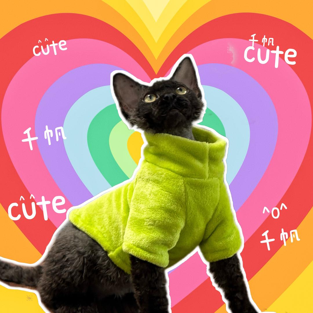 千帆(厦门德文猫舍)