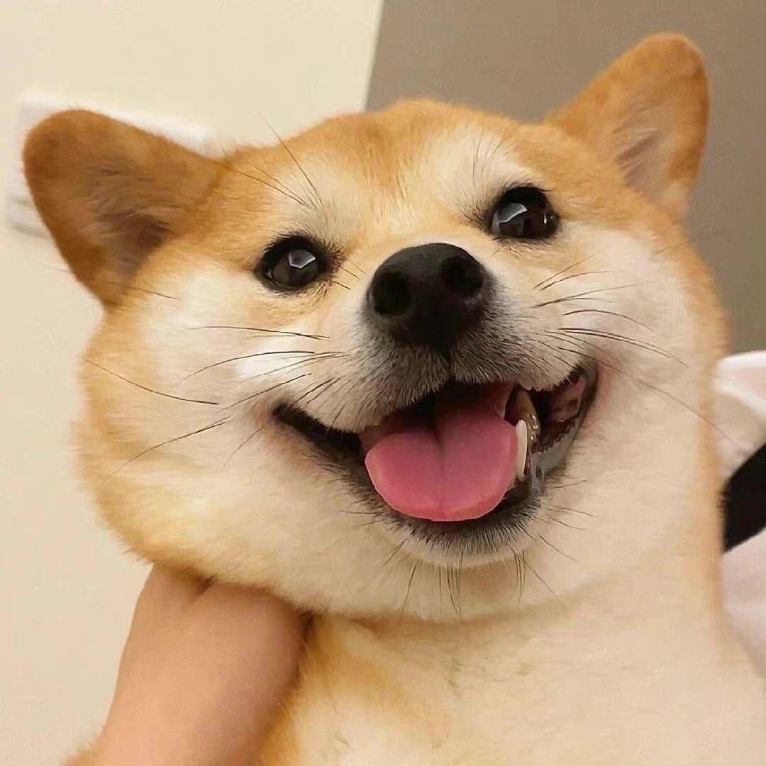 比狗困