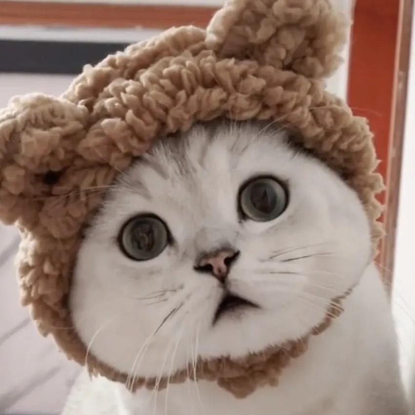 蛋蛋的猫