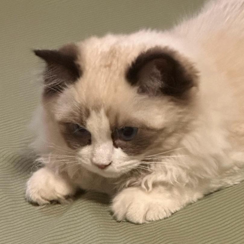 梨梨