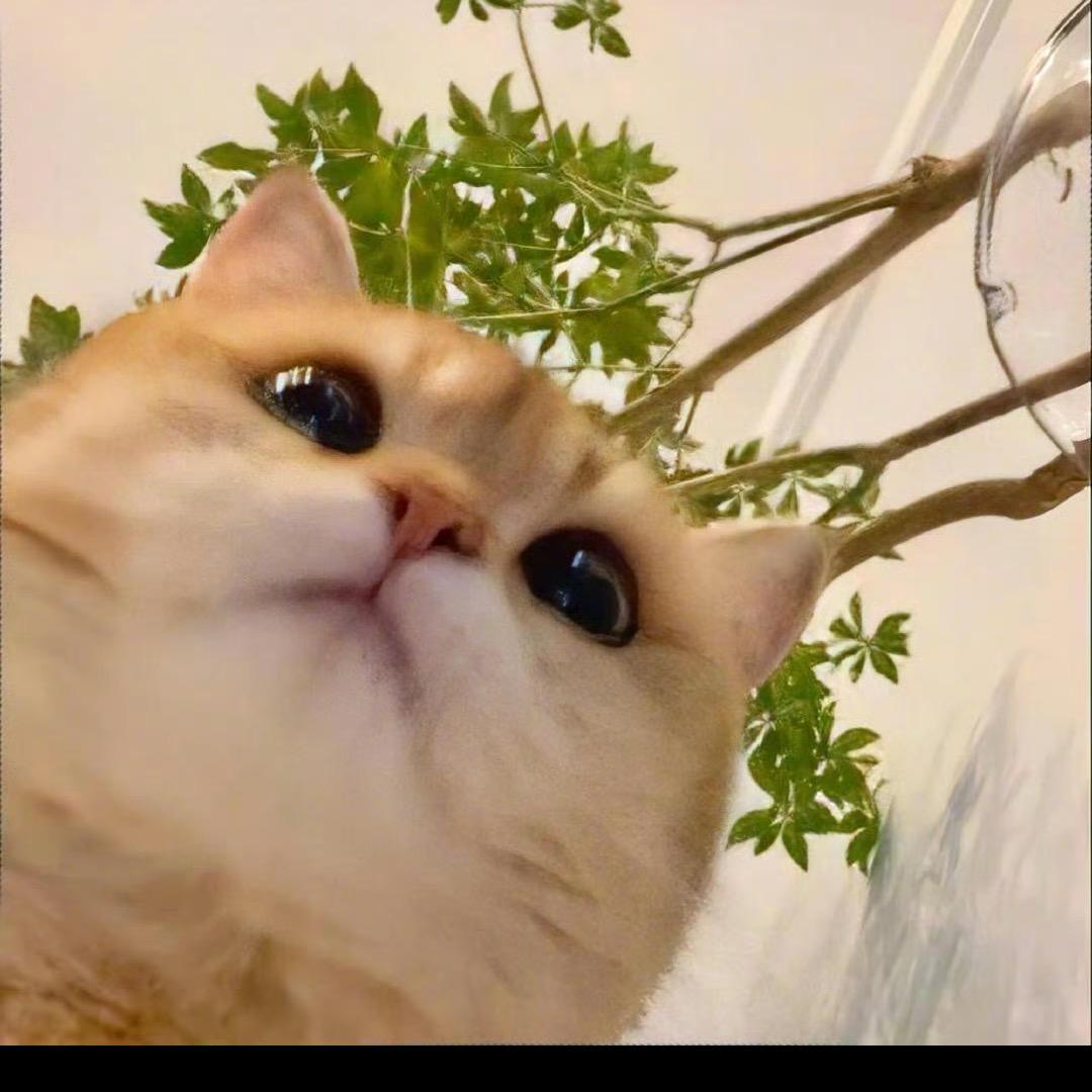 我是地瓜