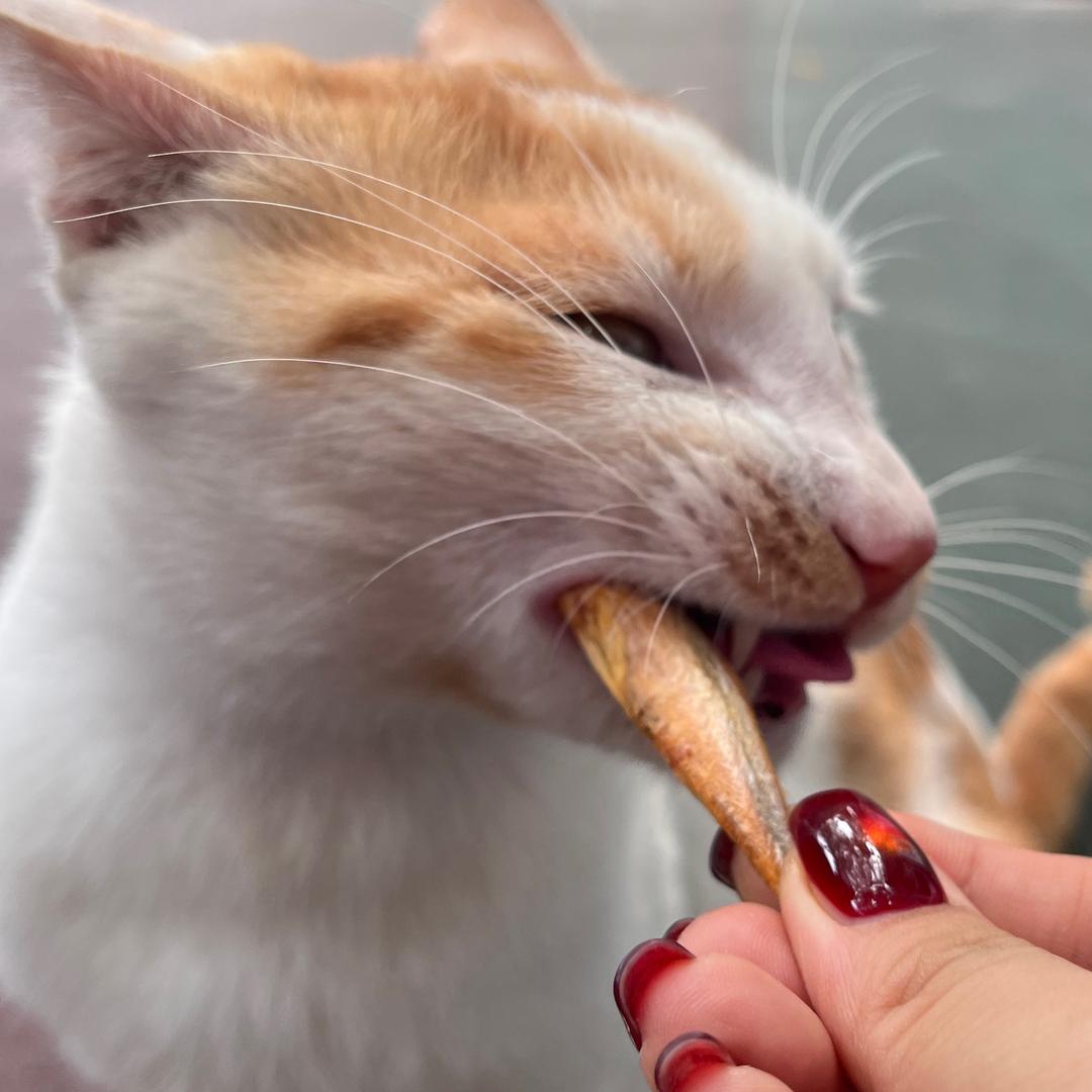 刘玫瑰
