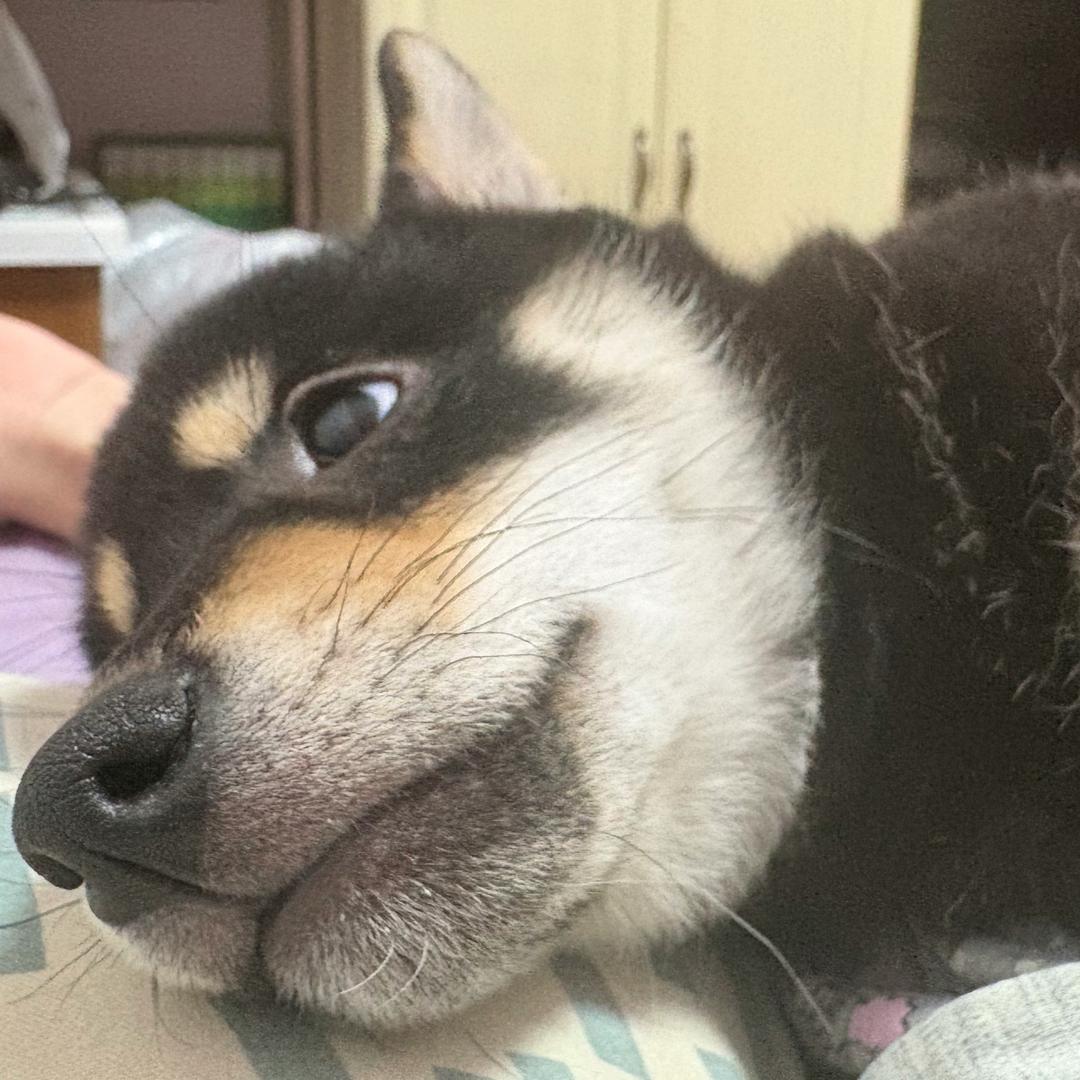 孟孟懂懂