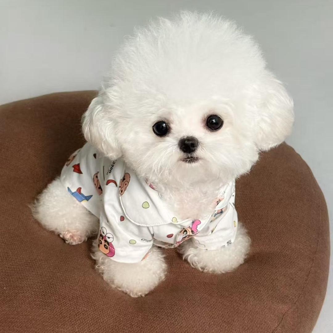 信信家韩系比熊泰迪